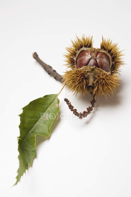 Sweet chestnut with leaf and prickly case — Stock Photo