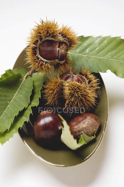 Sweet chestnuts with leaves — Stock Photo
