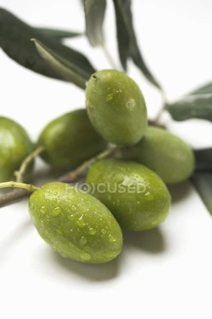 Rametto di ulivo con olive verdi — Foto stock