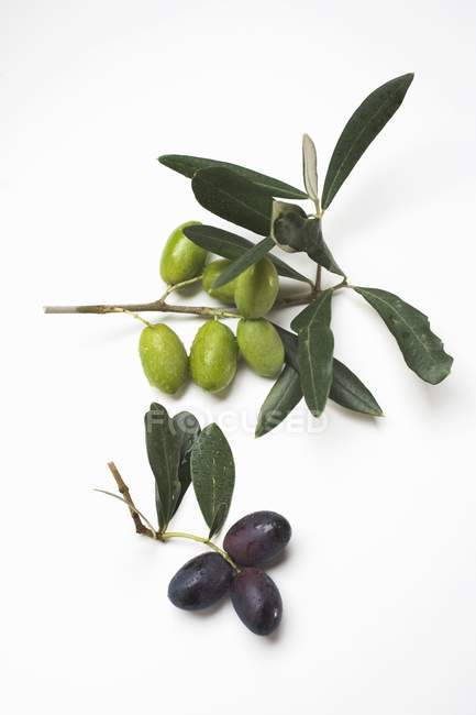 Веточки с зелеными и черными оливками — стоковое фото
