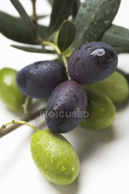 Sprig with green and black olives — Stock Photo