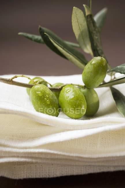 Rametto di ulivo con olive verdi — Foto stock