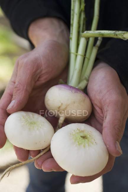 Male Hands holding turnips — Stock Photo