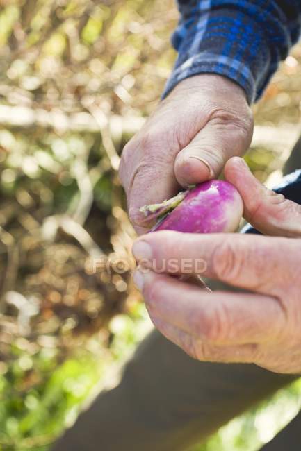Male hands Peeling turnip — Stock Photo