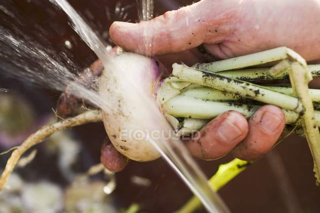 Male hand Washing white turnip — Stock Photo