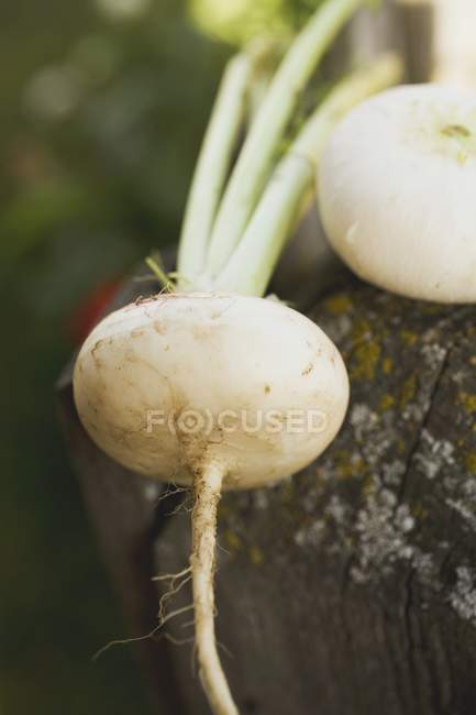 White fresh Turnips — Stock Photo
