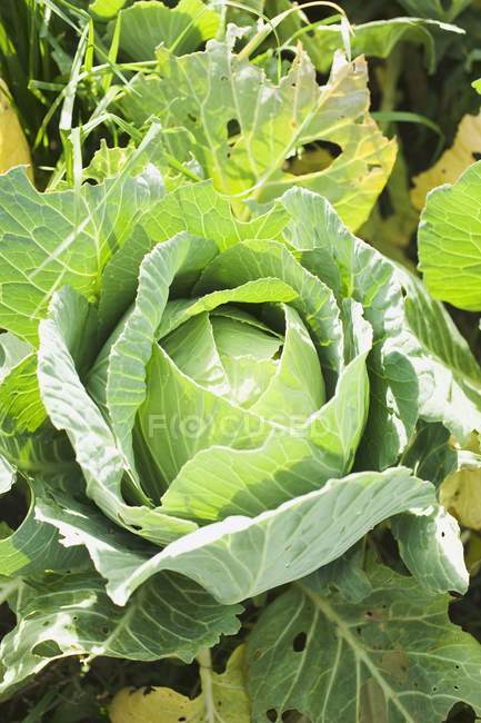 Green cabbage in field — Stock Photo