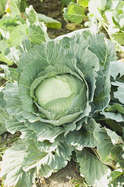 White cabbage in field — Stock Photo