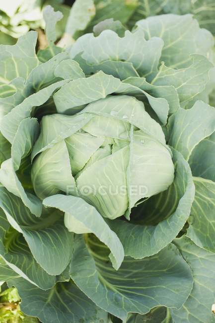 Green cabbage in field — Stock Photo