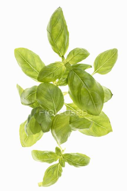 Свежие листья базилика — стоковое фото