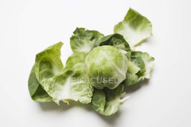 Green Brussels sprout on white background — Stock Photo