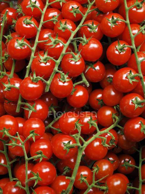 Tomates rojos de uva fresca - foto de stock