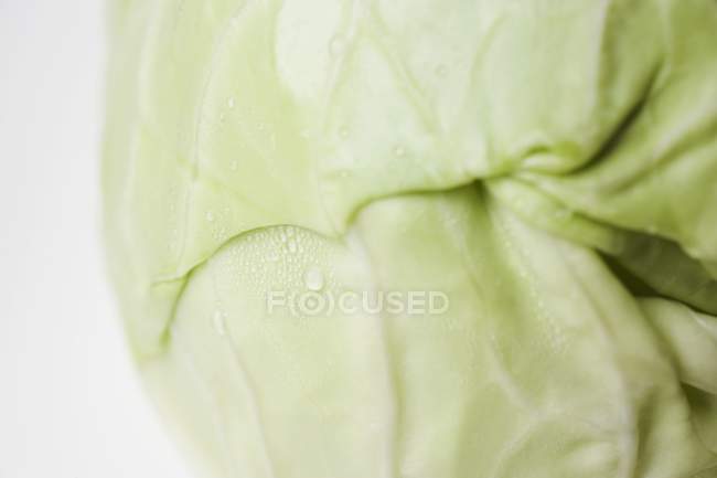 White cabbage with drops of water — Stock Photo