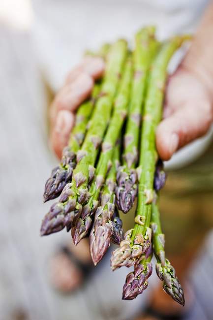 Hand Holding Fresh Asparagus — Stock Photo