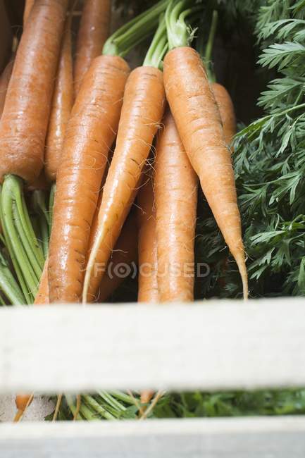 Свіжі взяв морква — стокове фото