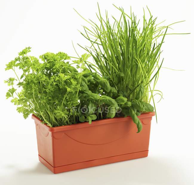 Basil and chives in plant pot — Stock Photo