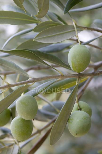Olives poussant sur les arbres — Photo de stock