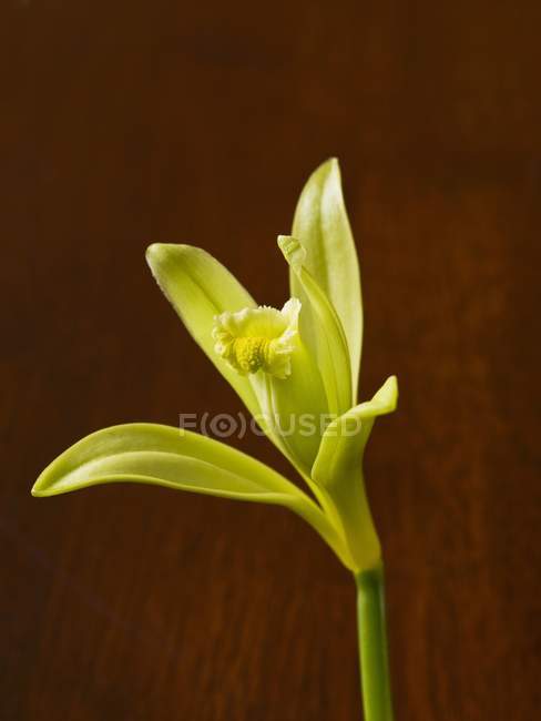 Closeup view of one yellow vanilla flower — Stock Photo