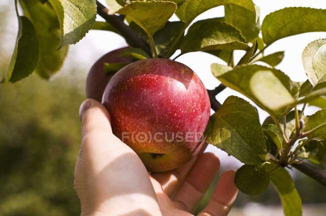 Человек собирает яблоки вручную — стоковое фото