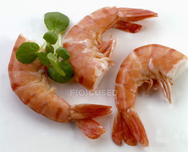Three king prawns, close-up — Stock Photo
