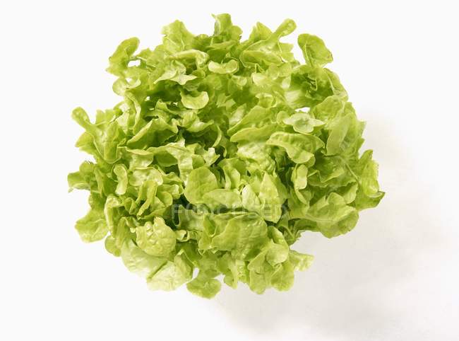Зеленый дубовый салат — стоковое фото