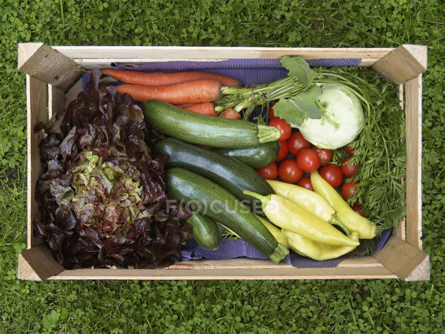 Gaiola de legumes frescos e salada sobre grama verde — Fotografia de Stock