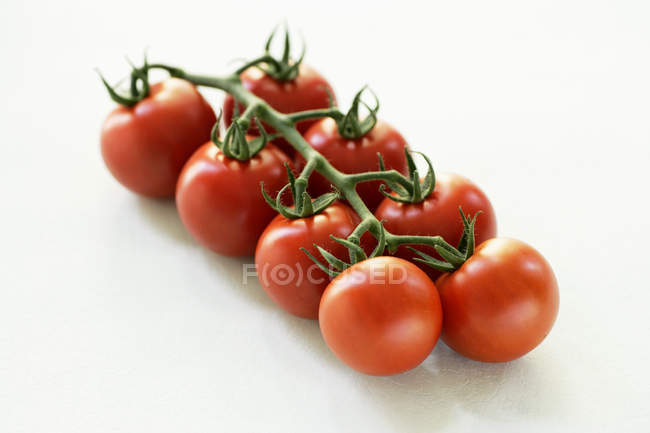 Gebüsch aus roten Tomaten — Stockfoto