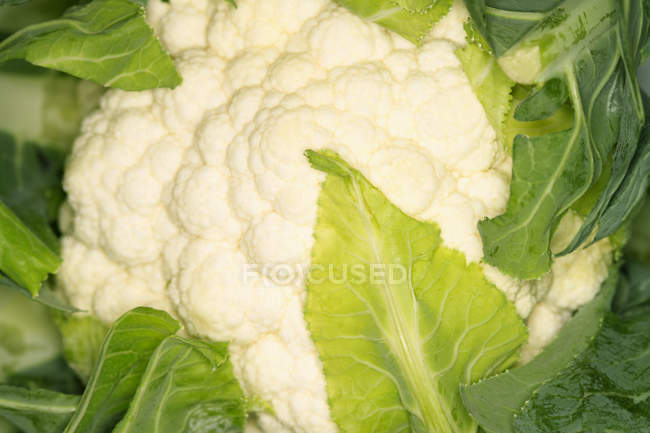 Gros plan du chou-fleur sur blanc — Photo de stock