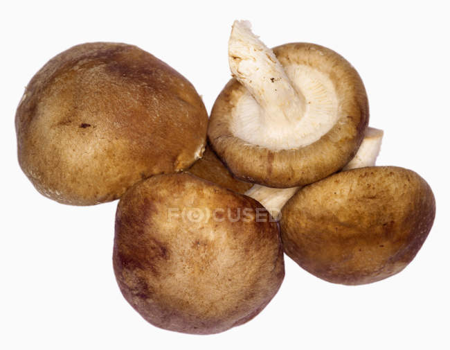 Shiitake-Pilze aus nächster Nähe — Stockfoto