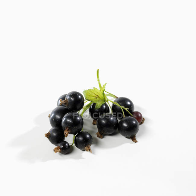 Fresh ripe blackcurrants with leaf — Stock Photo