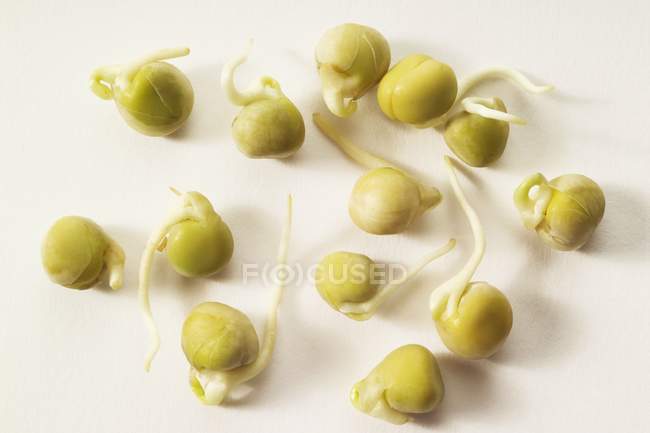 Green pea sprouts — Stock Photo