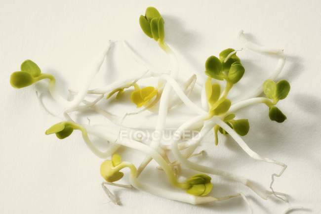 Radish fresh sprouts — Stock Photo