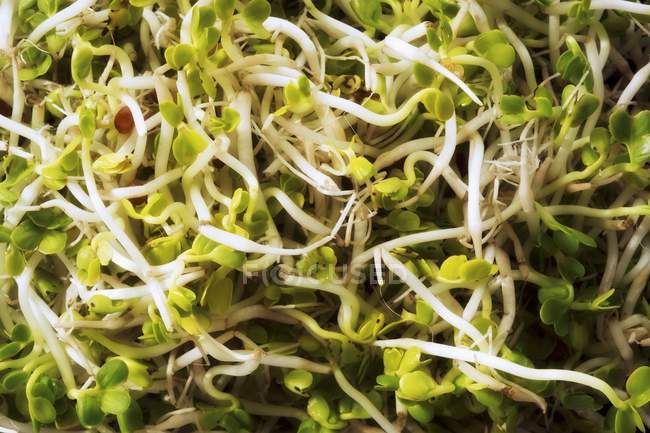 Radish fresh sprouts — Stock Photo