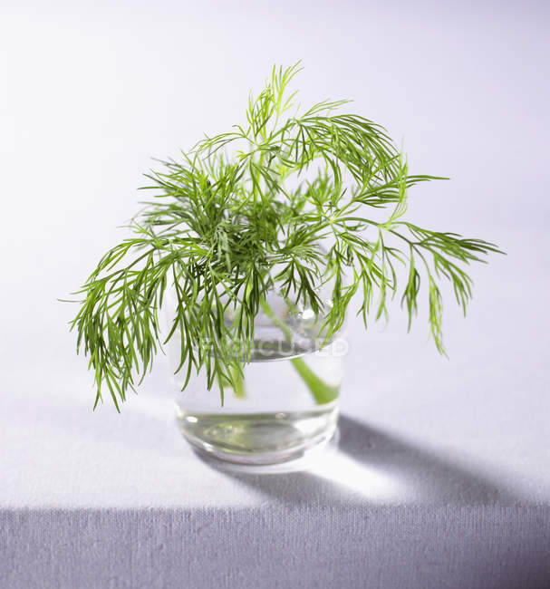 Sprig of dill in glass of water — Stock Photo