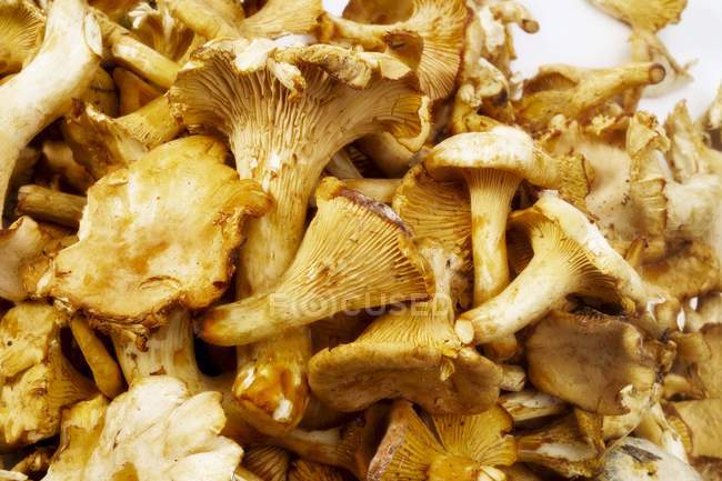 Chanterelles, filling the picture — Stock Photo