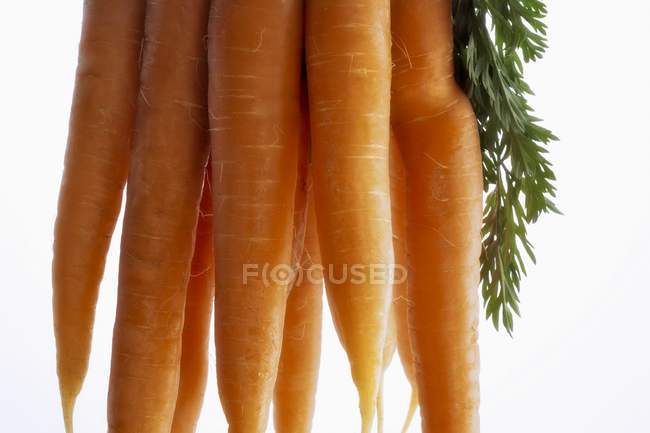 Bouquet de carottes fraîches — Photo de stock