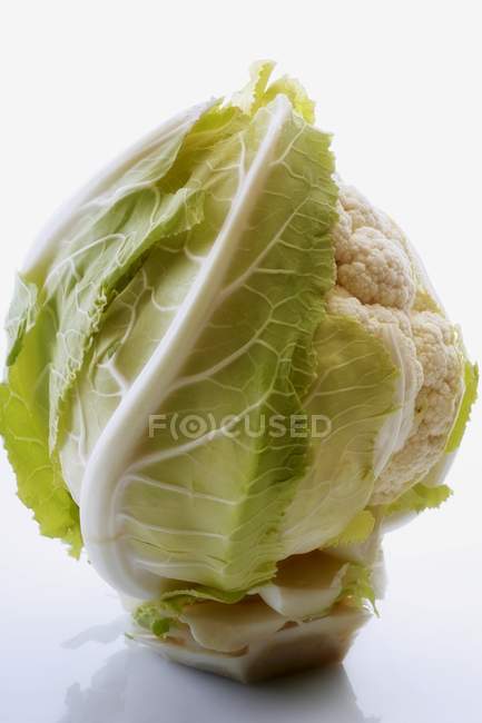 Глава цветной капусты, крупный план — стоковое фото