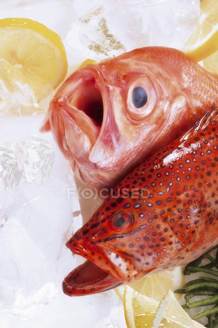 Свіжі морські риби з відкритими ротами — стокове фото
