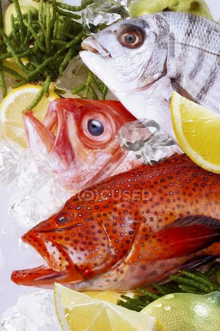 Fresh sea fishes — Stock Photo