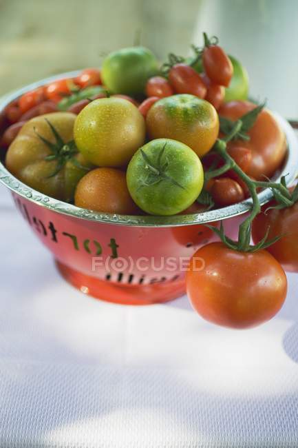 Різні види помідорів — стокове фото