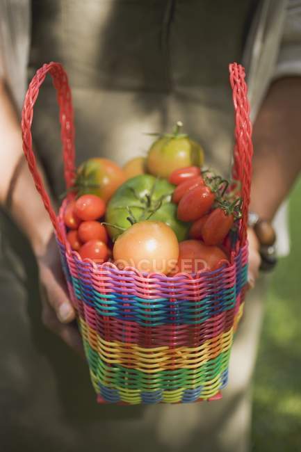 Tomates divers types — Photo de stock