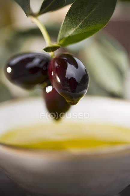 Веточка с черными оливками — стоковое фото