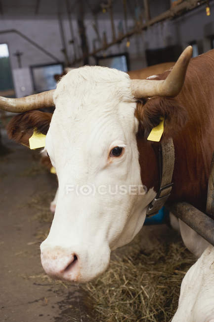 Closeup headshot of one cow in stall — Stock Photo