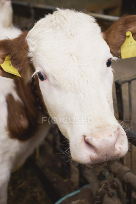 Вид крупным планом коровьей морды в стойле — стоковое фото