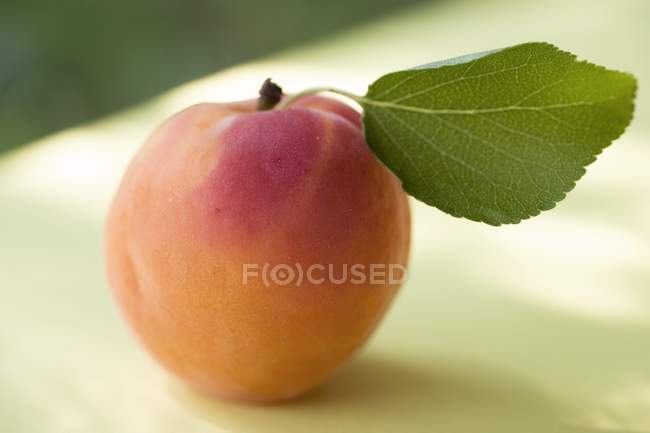 Свежий абрикос с листом — стоковое фото