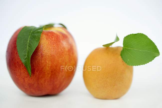 Nectarine and apricot with leaves — Stock Photo