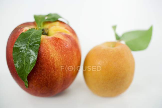 Нектарин и абрикос с листьями — стоковое фото