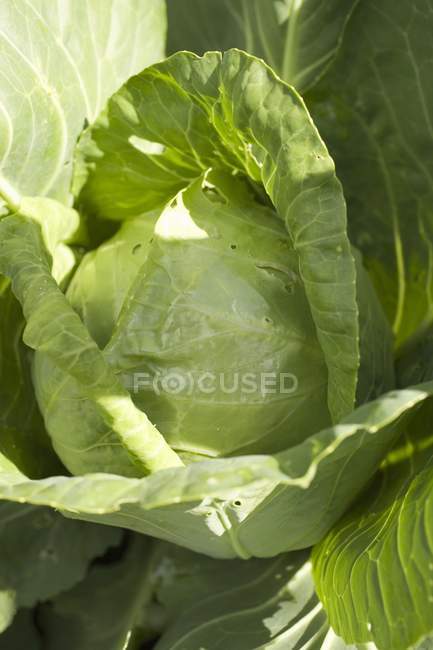 White cabbage in field — Stock Photo
