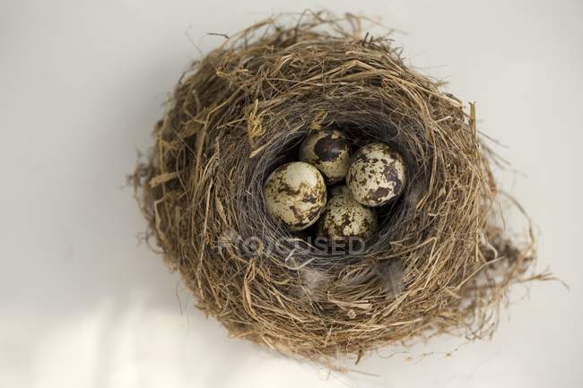 Quail eggs in nest — Stock Photo