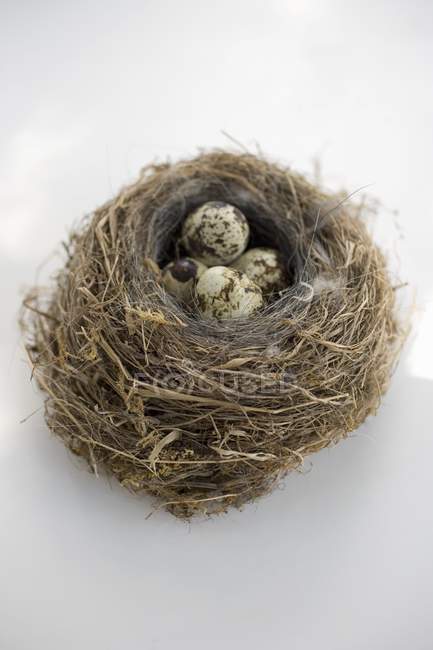 Uova di quaglia nel nido — Foto stock